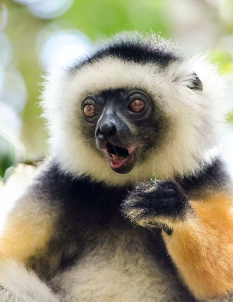 Juvenile diademed sifaka, Andasibe, Madagascar.