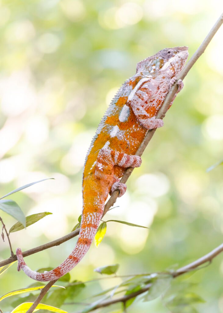 Panther chameleon, Madagascar.