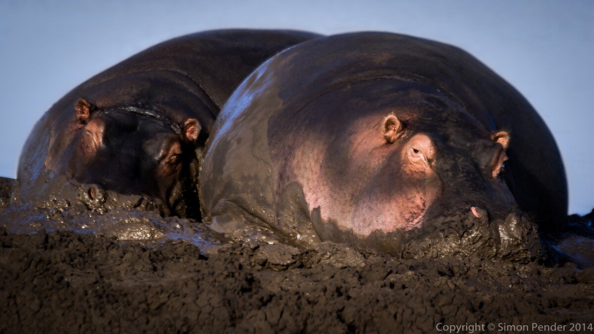 Stick in the mud 