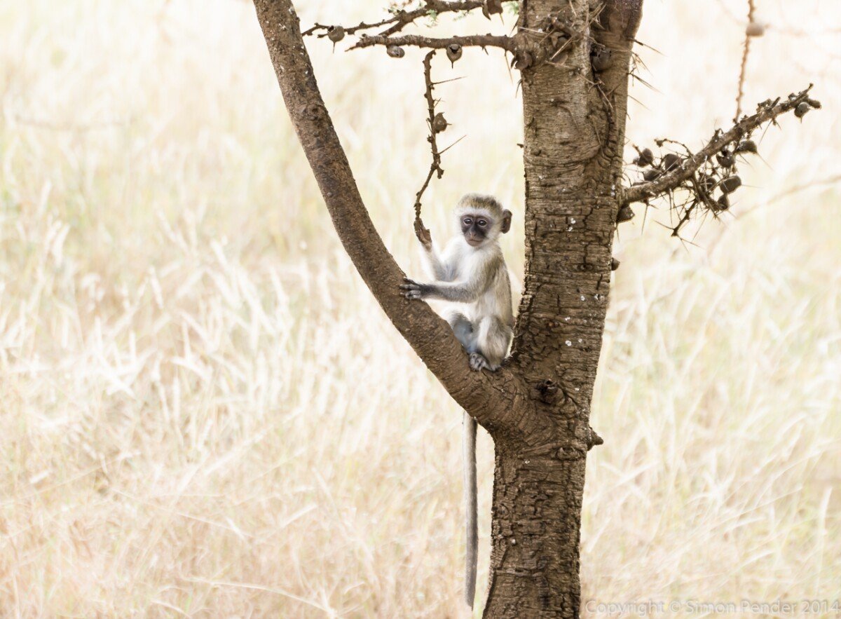 Vervet 