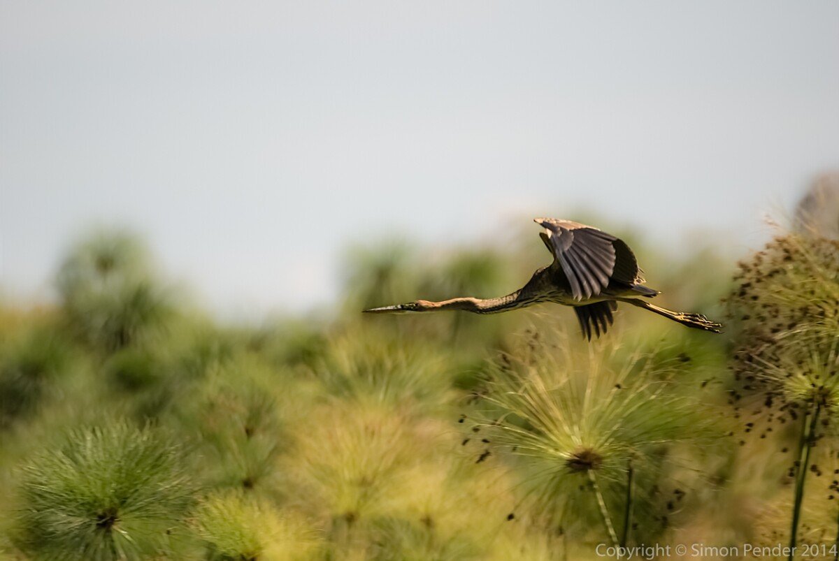 Heron in flight 