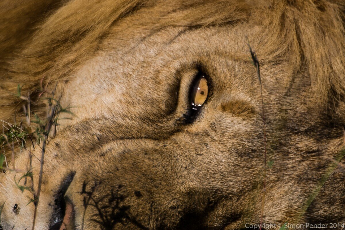 Bright eye 