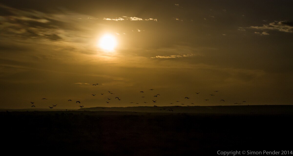 Golden light 
