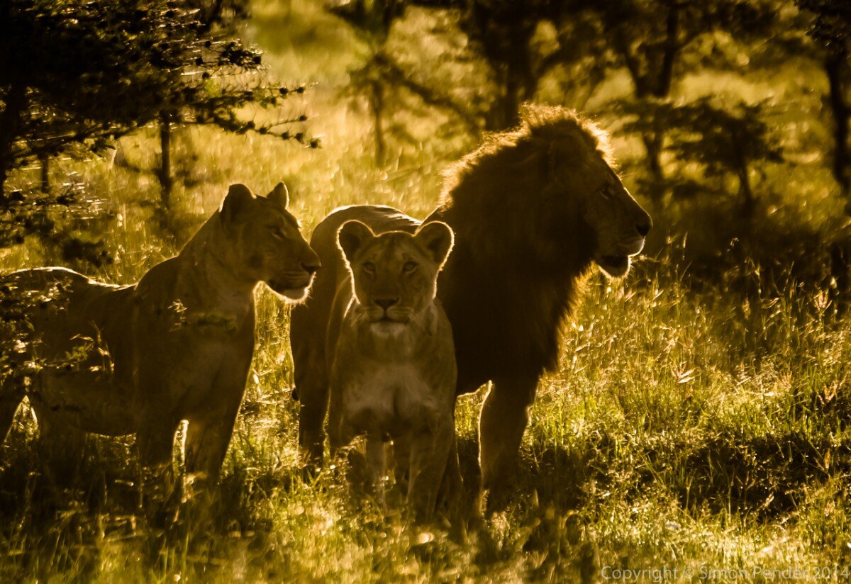 Golden pride 