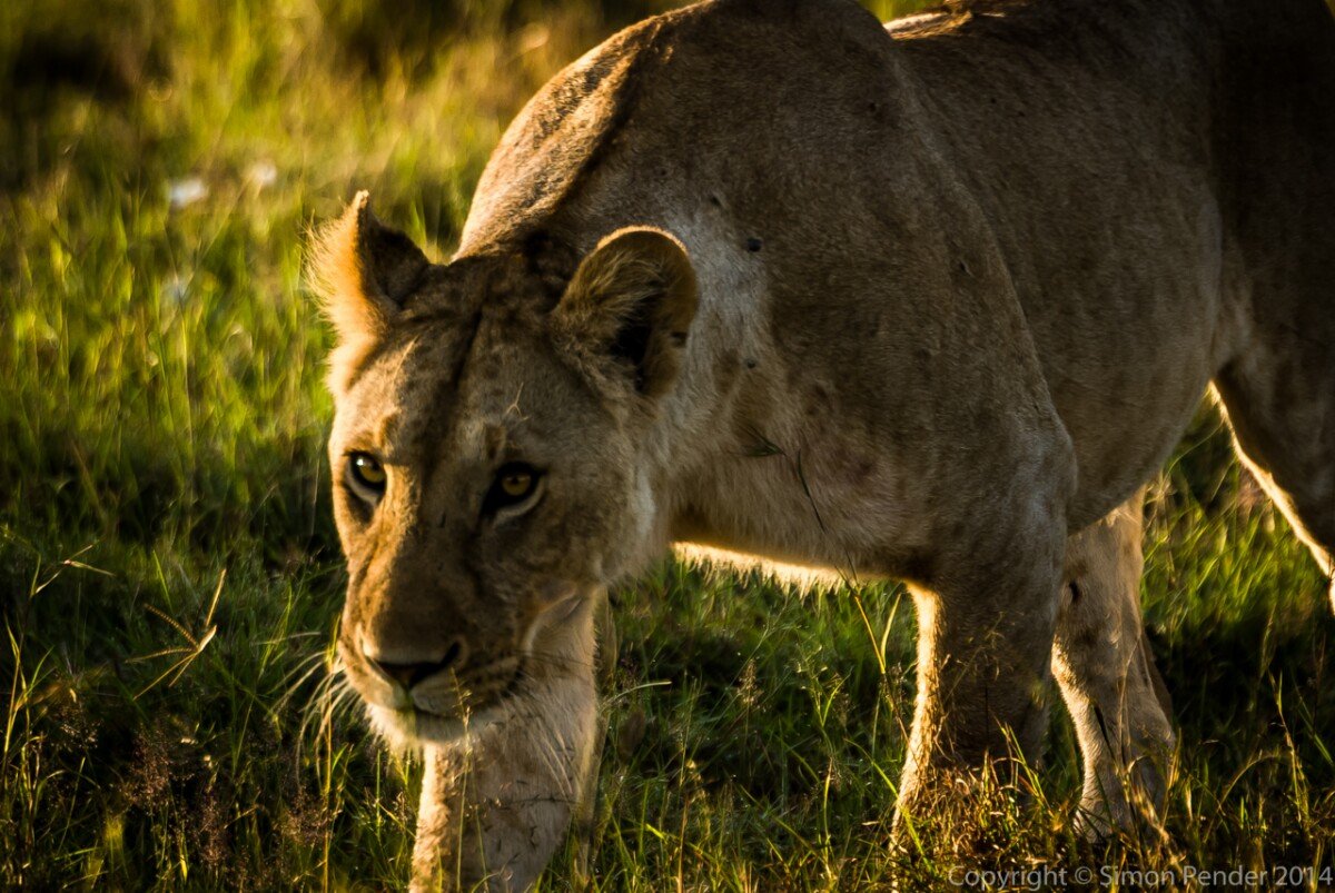 Stalker in the grass 