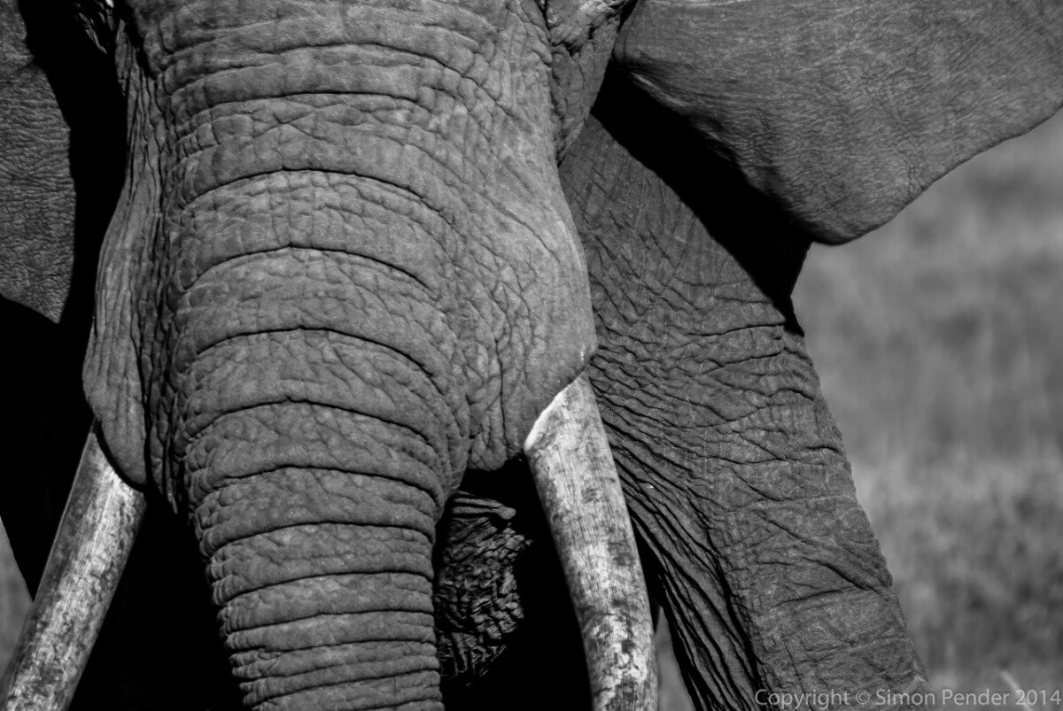 Tusker 