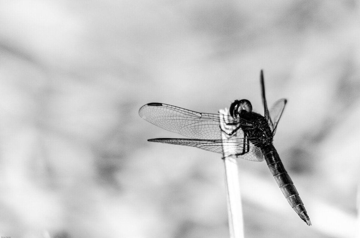 DXC_6349 