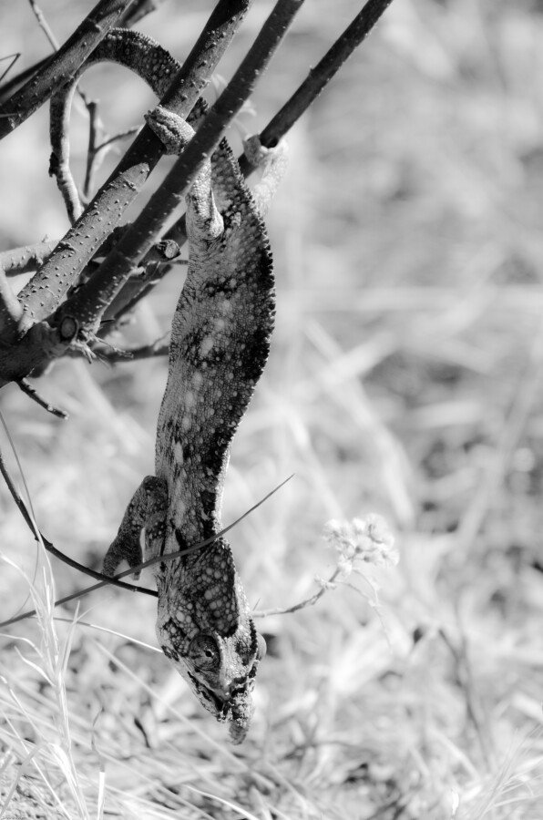 DXC_6423-2 