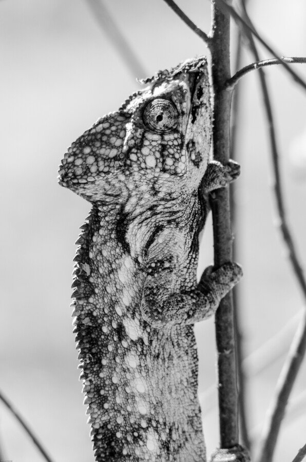 DXC_6448-2 