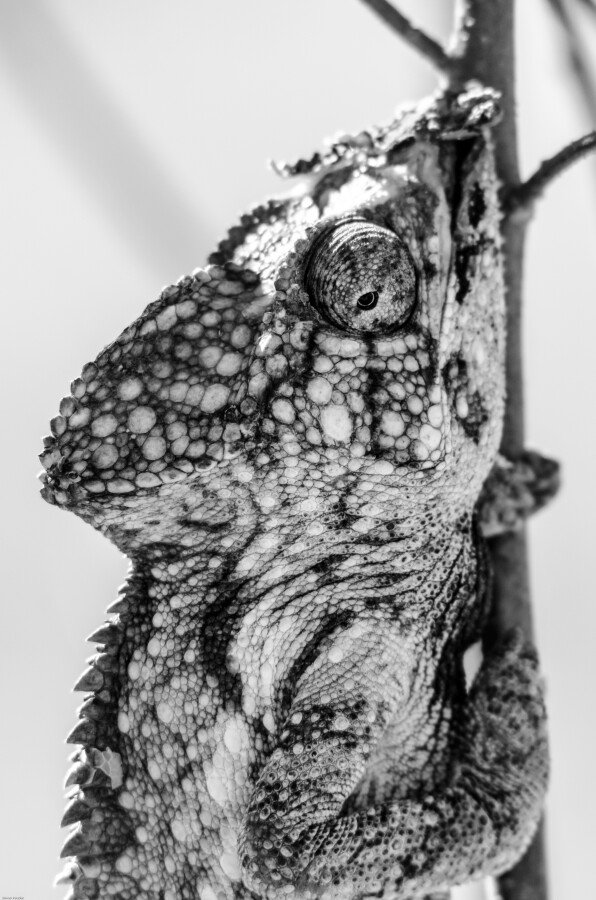 DXC_6458-2 