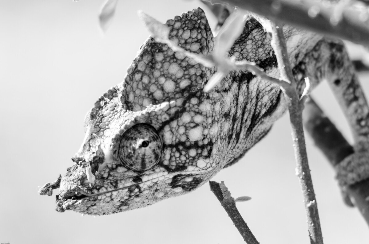 DXC_6491-2 