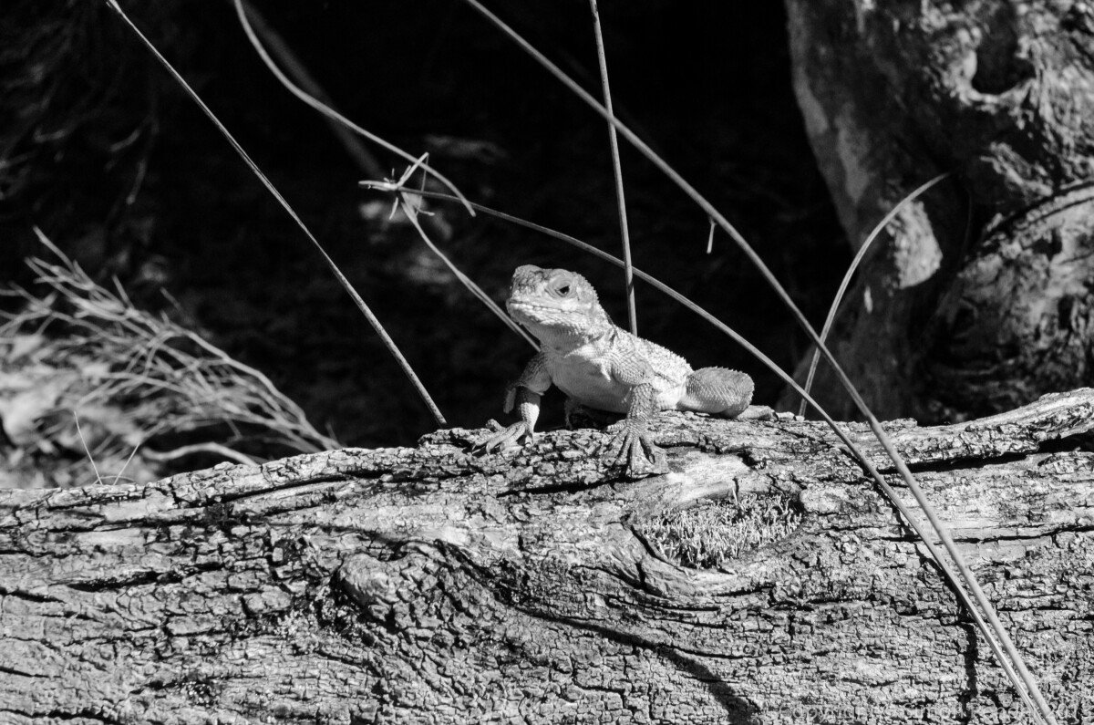 DXC_7896-2 