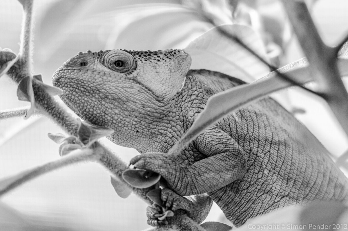 DXC_8796-2 