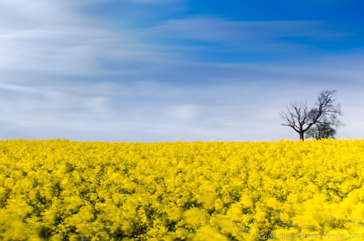 Sea of colour 1 