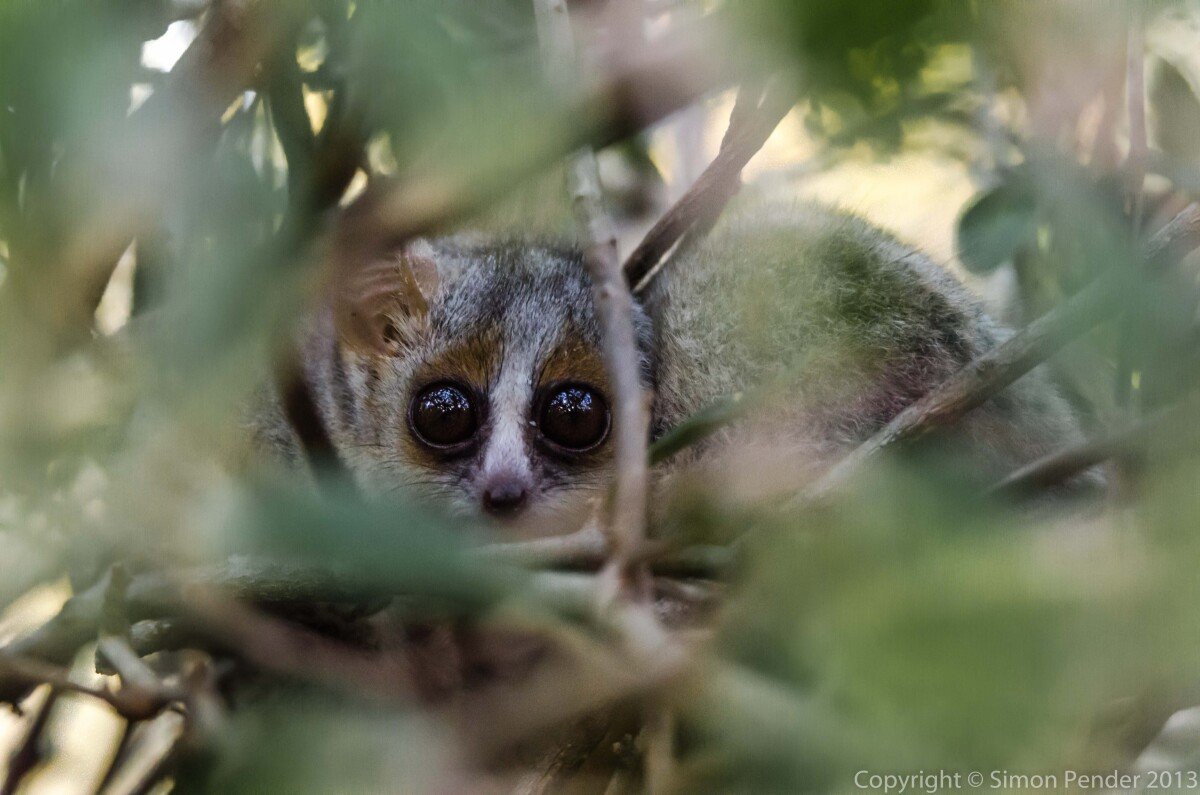 Mouse lemur 