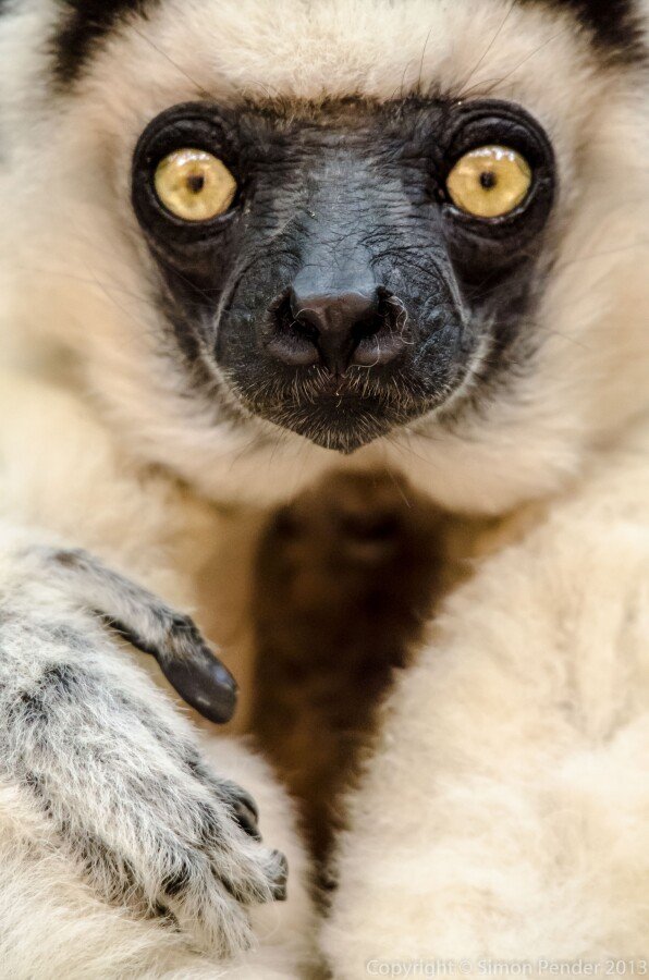 Verreaux' sifaka 