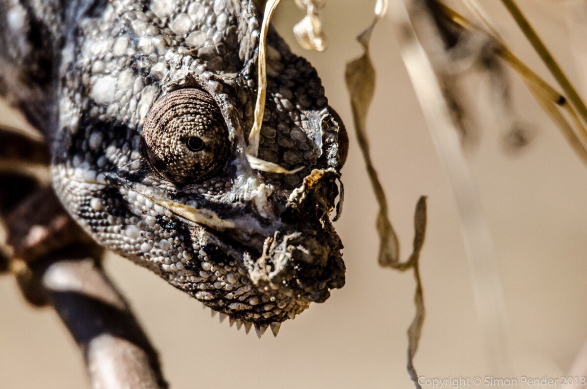 Oustalet's chameleon 