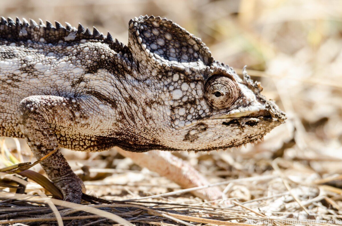 Oustalet's chameleon 