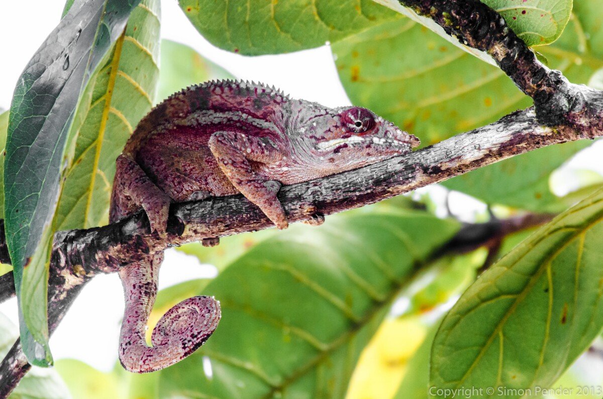 Panther chameleon 