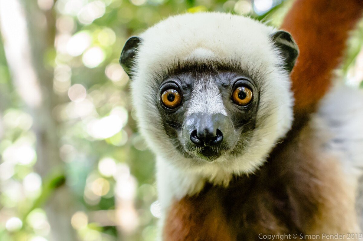 Coquerel's sifaka 