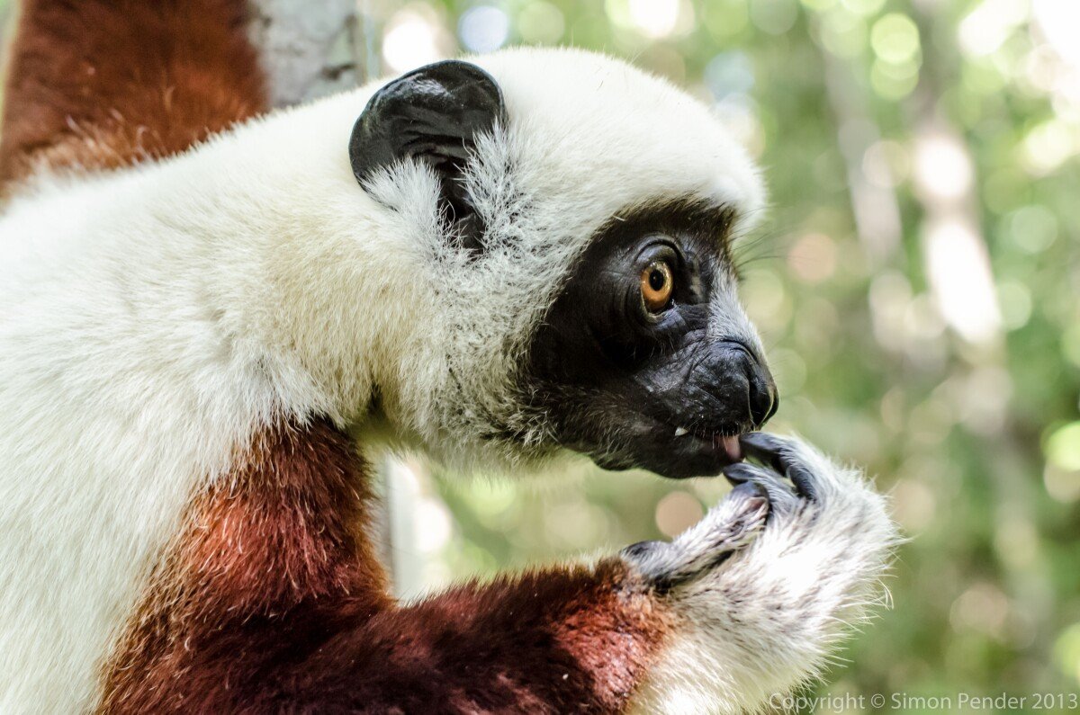Coquerel's sifaka 