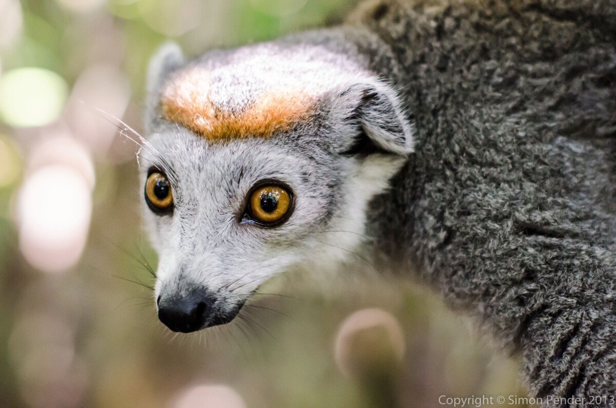Crowned lemur female 