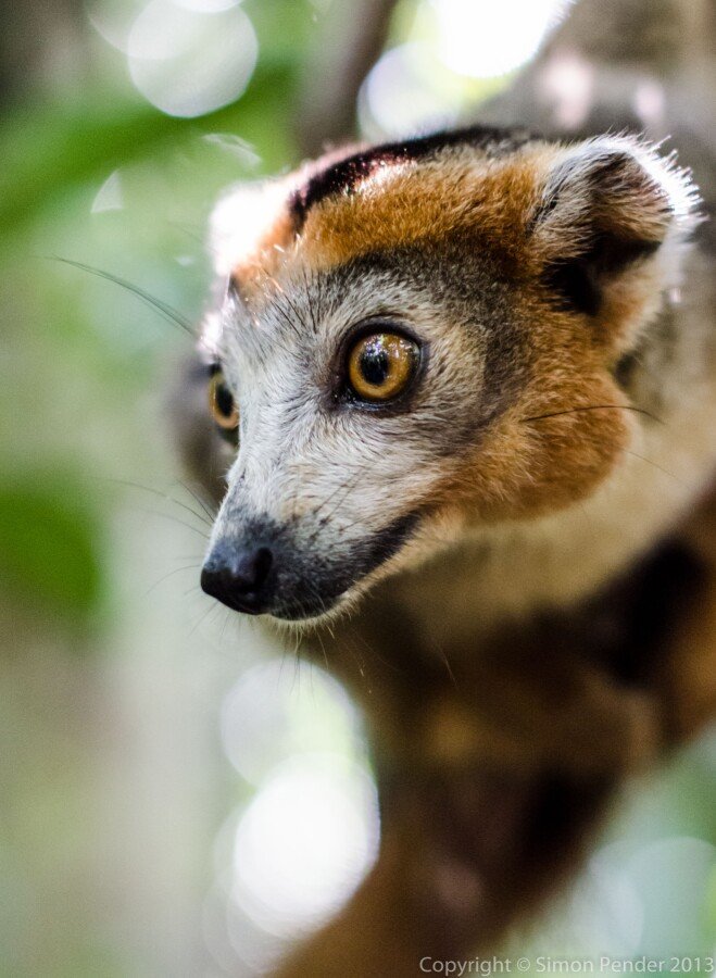 Crowned lemur male 