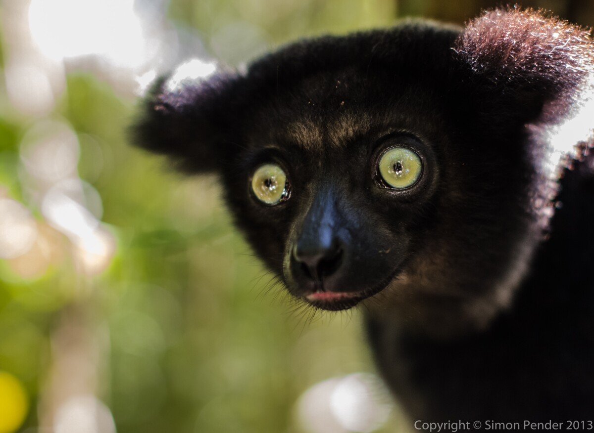 Indri (juvenile) 