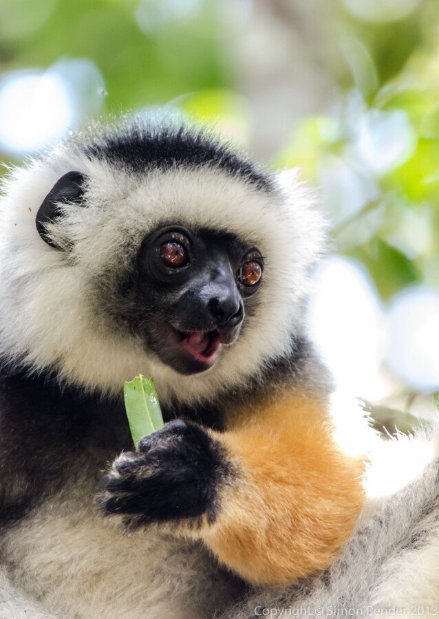 Diademed sifaka 