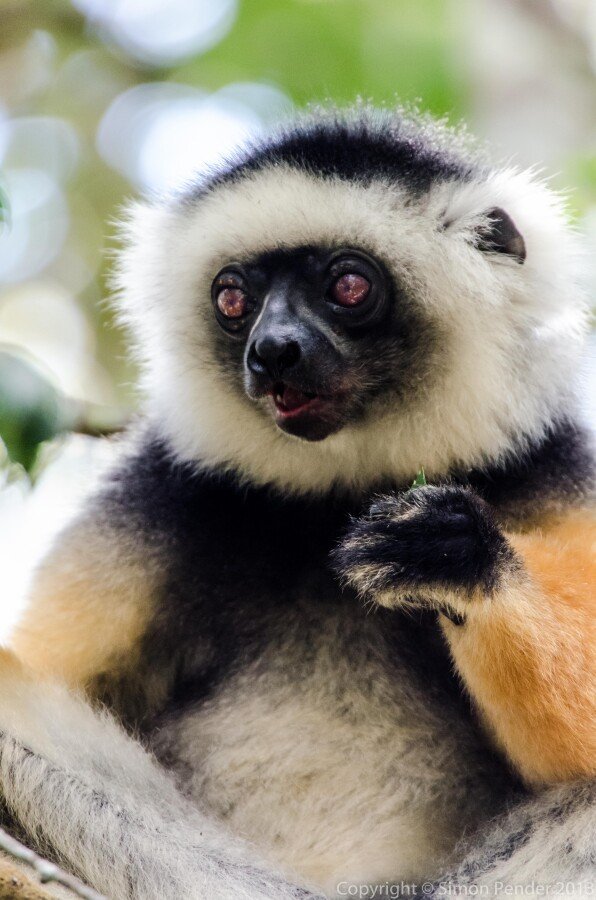 Diademed sifaka 