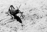 Toxic milkweed grasshopper