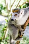 Crowned lemur female
