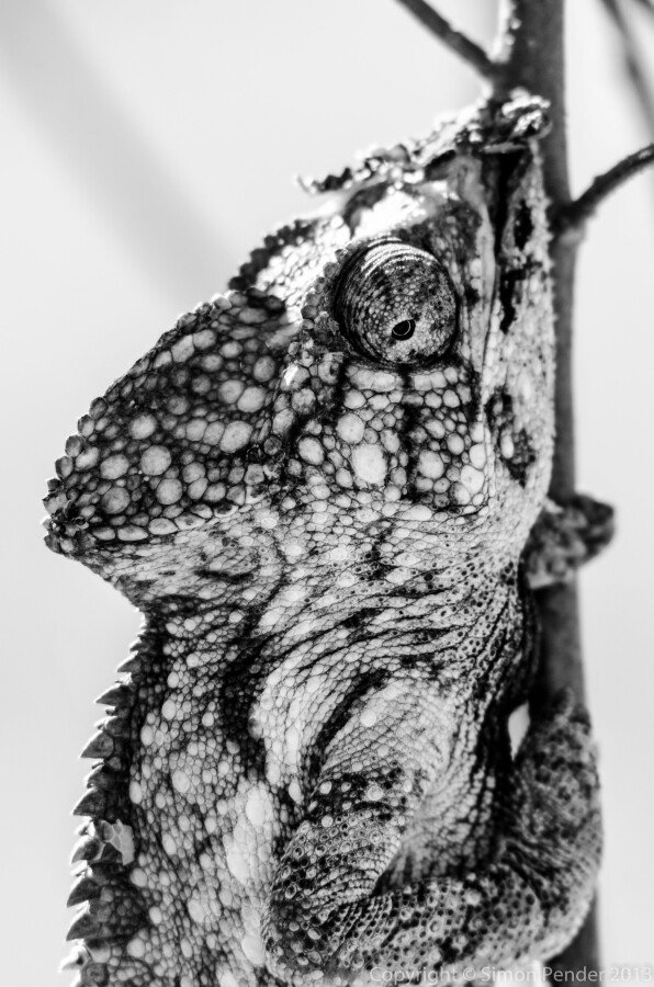 DXC_6458-3 