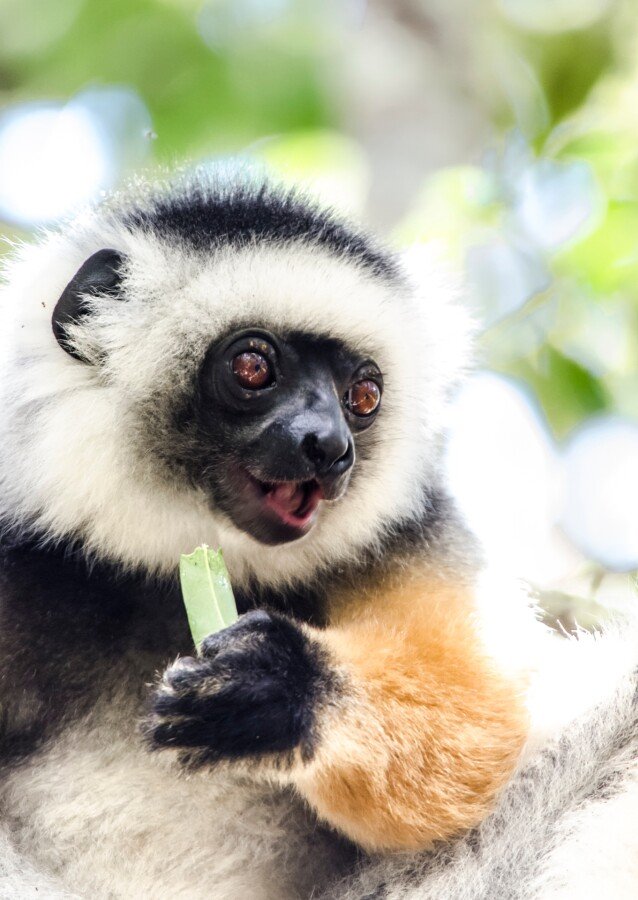 Diademed sifaka 