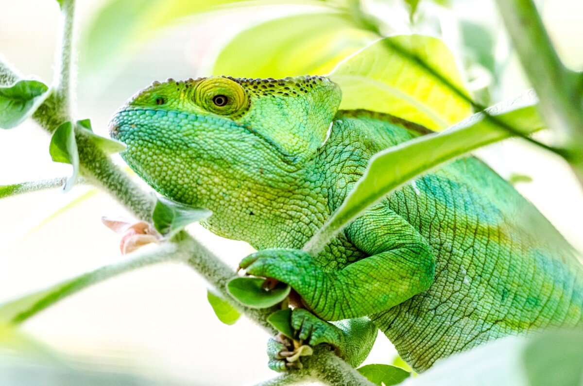 Parson's chameleon (female) 