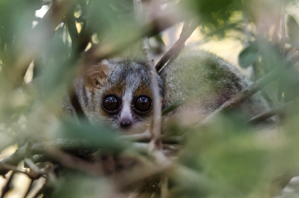 Mouse lemur 