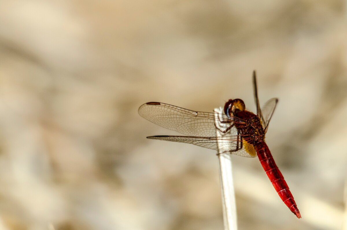 Violet dropwing 