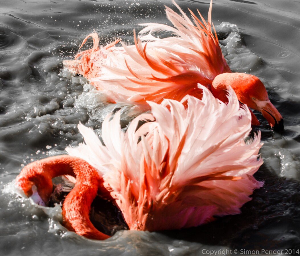 Firebirds 