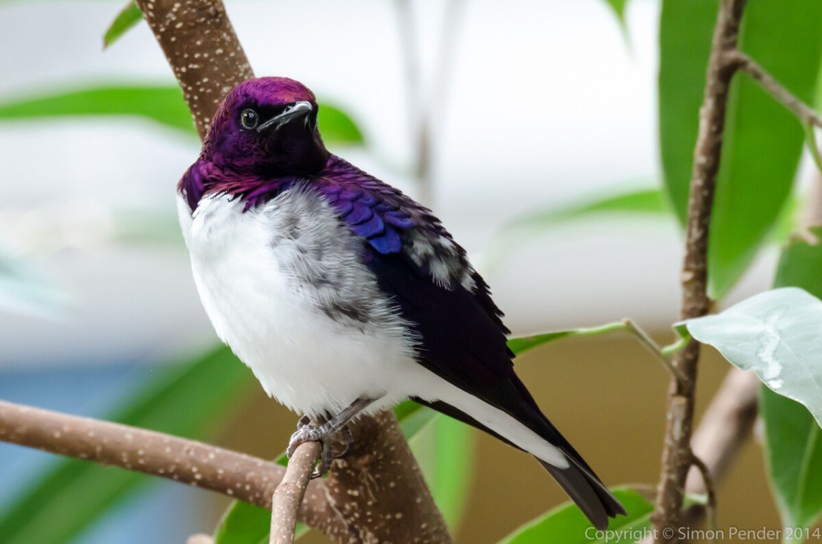 Violet-backed starling 