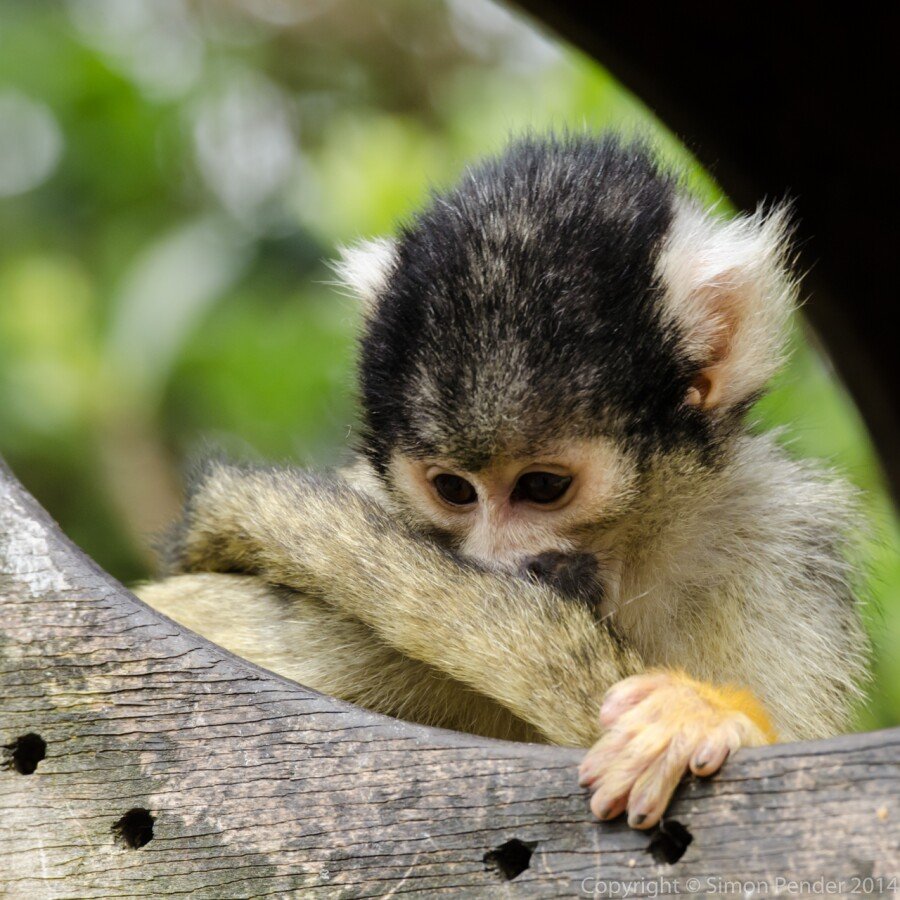 Squirrel monkey portrait 