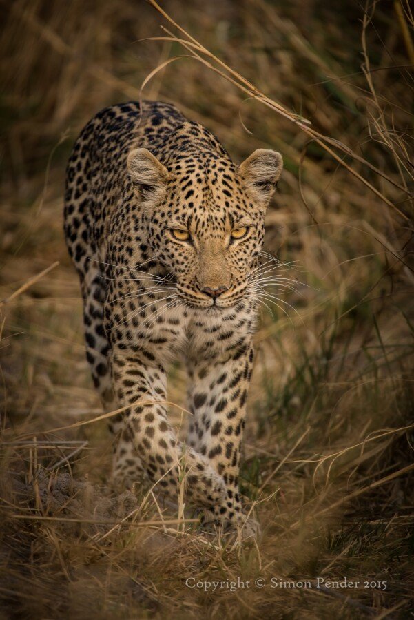 _SPA3674 (2) 