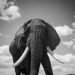 BIG BOY by Simon Pender
