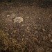 DROUGHT IN THE OKAVANGO by Simon Pender