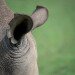 LAST OF THE NORTHERN WHITE RHINO by Simon Pender