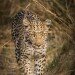 STALKER IN THE GRASS by Simon Pender