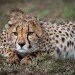 THE PATIENT WAIT by Simon Pender