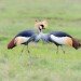 TWO BECOME ONE by Simon Pender