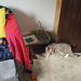 IMG-20250426-WA0017