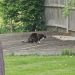 IMG-20250505-WA0001