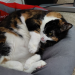 IMG-20250527-WA0006